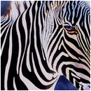 animal pictures
