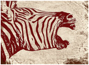 Zebra Photography